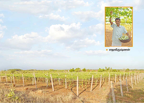 இயற்கைப் புடலை...