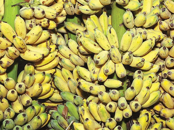 பூ, காய், கனி, தண்டு அத்தனையும் சத்து! வாழை ஸ்பெஷல்