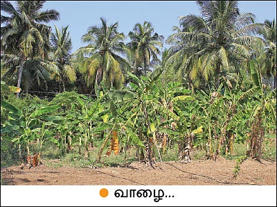 மா... தென்னை... எலுமிச்சை... காய்கறிகள்... ஆண்டுக்கு ரூ. 3,33,000 வருமானம்!