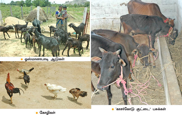 ஆடு, கோழி, மாடு, நெல், எலுமிச்சை...குடும்பத் தலைவியின் இயக்கத்தில் ஓர் ஒருங்கிணைந்த பண்ணை!