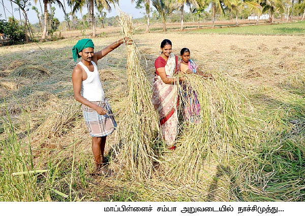 'வீரிய'த்தை விஞ்சும் 'பாரம்பரியம்'... மகத்தான மகசூல் தரும் மாப்பிள்ளைச் சம்பா!