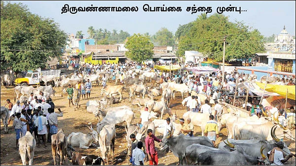 சந்தைக்கு வராத மாடுகள் சாகத்தான் போகுது!