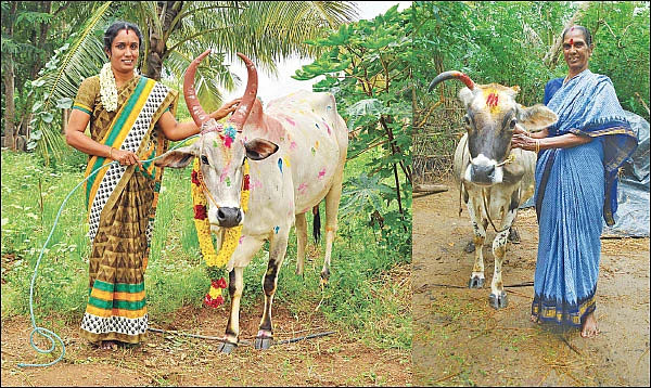 அவள் கிளாஸிக்ஸ்: ``இது பசு இல்ல... எங்களை வாழவைக்கும் மூத்த குடி!''