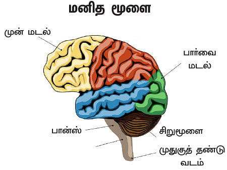 உச்சி முதல் உள்ளங்கால் வரை... - வெர்ஷன் 2.0 - 10