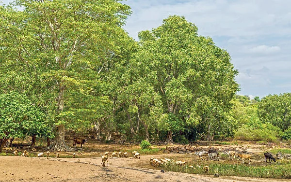 ஆயிரம் சூரியன் ஆயிரம் சந்திரன் ஒரே ஒரு பூமி - 18