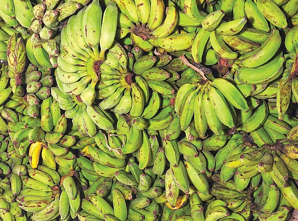 பூ, காய், கனி, தண்டு அத்தனையும் சத்து! வாழை ஸ்பெஷல்