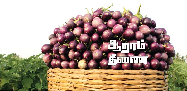 ஆறாம் திணை