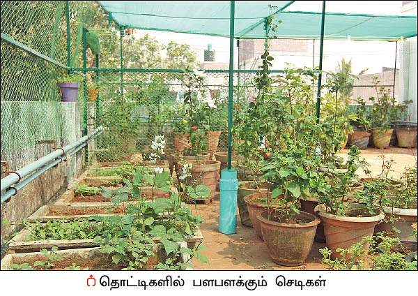 மாடித்தோட்டம்... மனதுக்கு நிம்மதி உடலுக்கு ஆரோக்கியம்!