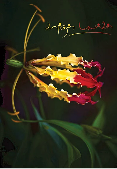 காந்தள் மலர்கள் - கவிதை