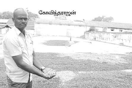 வேம்பு... தோப்பாக வளர்த்தால், தப்பாத வருமானம்!