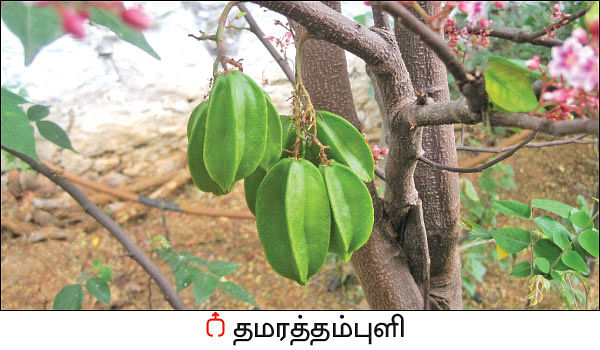 நல்மருந்து - தெரிந்த செடிகள்... தெரியாத பயன்கள்! - 19