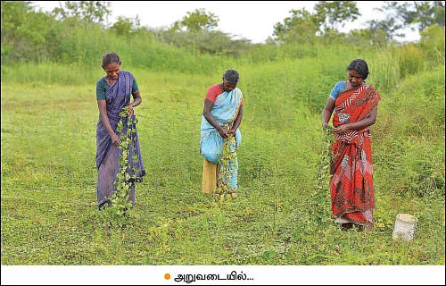 அதலைக்காய்... கரிசல் மக்களுக்குக் கிடைத்த அற்புதம்! - அரை ஏக்கர்... 3 மாதங்கள்... ரூ. 35,000 லாபம்!