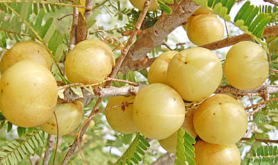 தண்டோரா