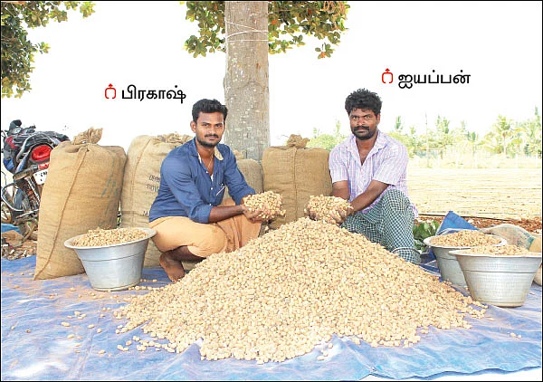 3 ஏக்கர்... 100 நாள்கள்... ரூ 2 லட்சம் லாபம்! - பரிசு வாங்கிக் கொடுத்த இயற்கை நிலக்கடலை