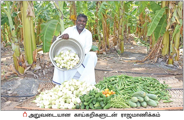ரூ 1 லட்சம் வருமானம்... வாழைக்கு இடையில் காய்கறிகள்... ஊடுபயிர்கள் கொடுக்கும் உன்னத லாபம்!