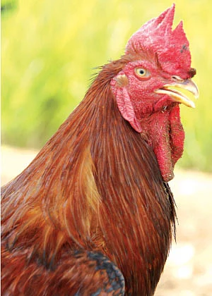 தண்டோரா