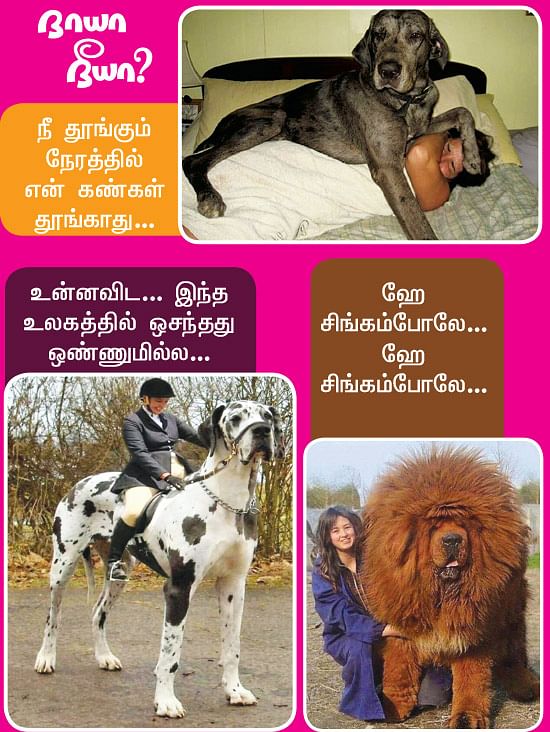 நாயா நீயா?