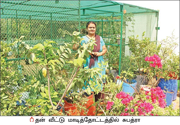 மாடித்தோட்டம்... மனதுக்கு நிம்மதி உடலுக்கு ஆரோக்கியம்!
