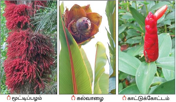 நல்மருந்து - தெரிந்த செடிகள்... தெரியாத பயன்கள்! - 20