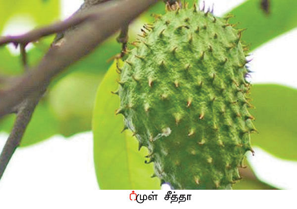 நீங்கள் கேட்டவை: தழை, மணி, சாம்பல்... நாட்டு மண்புழுக்கள் தரும் நல்ல சத்துக்கள்!