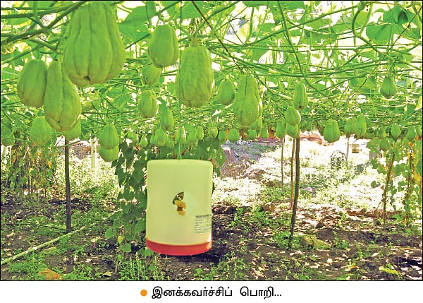 சௌகரியமான வருமானம் தரும் சௌசௌ! - பட்டையைக் கிளப்பும் பந்தல் சாகுபடி