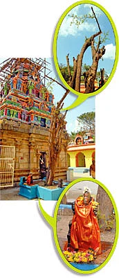ஆரோக்கியம் அருளும் ஆலய விருட்சங்கள்!