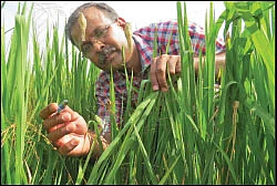 பூச்சிகளும் நம் நண்பர்களே..! - 2.0