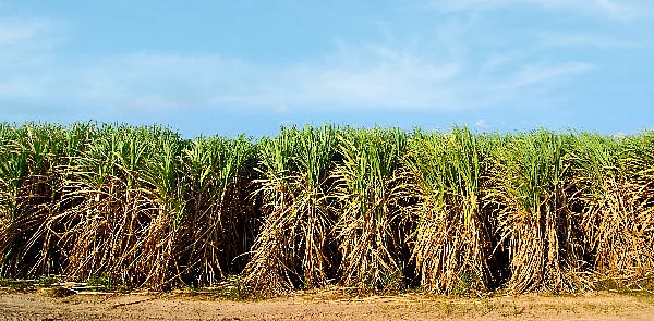 செக்டார் ரிசர்ச் : சர்க்கரைத் துறை