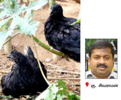 நீங்கள் கேட்டவை : ''மா இலைகளில் கரும்புள்ளி... தீர்வு என்ன?''