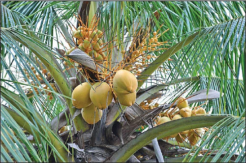 5 ஏக்கர் நிலம்... ரூ. 6 லட்சம் வருமானம் - கீரை, காய்கறிகள், வாழை, தென்னை...