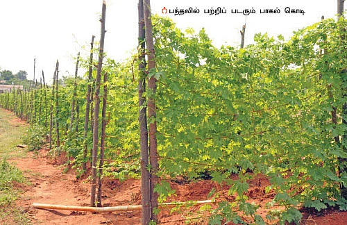 15 சென்ட்... 150 நாள்... 70 ஆயிரம் ரூபாய் லாபம்!