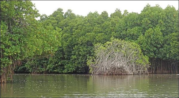 ஈரநிலங்கள்தான் நகர்ப்பகுதிகளுக்கான நிலைத்த எதிர்காலம்