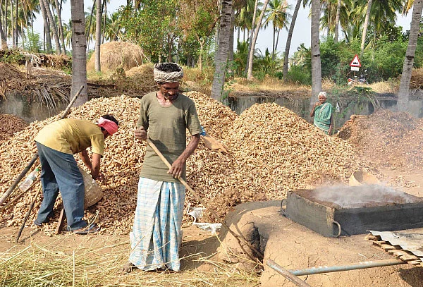 மஞ்சள்... உள்நாட்டுக்கு உருண்டை ரகம்... வெளிநாட்டுக்கு நீள ரகம்!