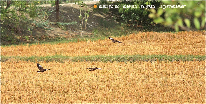 உத்தரமேரூரில் ஒரு வேடந்தாங்கல்... தனி மனிதன் உருவாக்கிய சரணாலயம்!