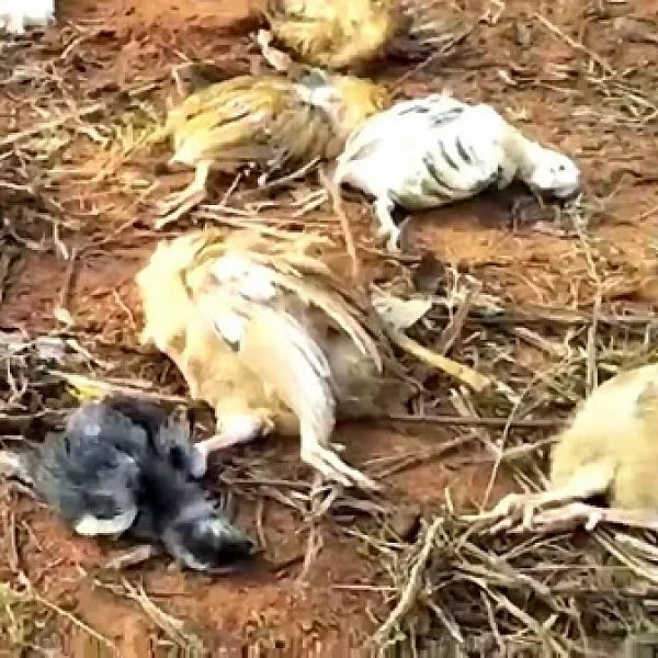 நோயால் செத்து மடியும் நாட்டுக்கோழிகள் - கலங்கும் நெல்லை விவசாயிகள்