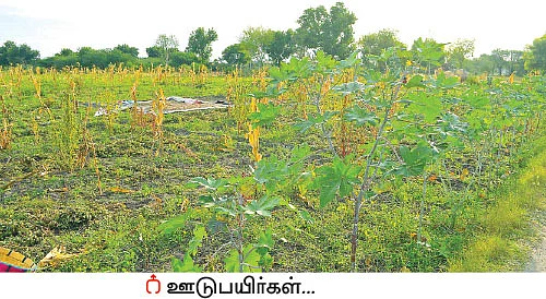 இனிப்பான லாபம் கொடுக்கும் ‘இயற்கை’ நிலக்கடலை + ஊடுபயிர்கள்...