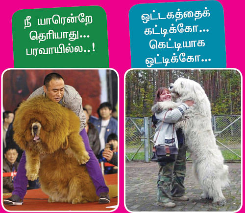 நாயா நீயா?