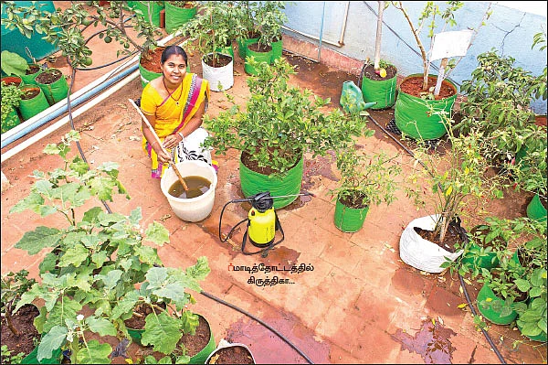 பஞ்சகவ்யா! - 19 - மாடித்தோட்டத்திலும் மகத்தான மகசூல்!