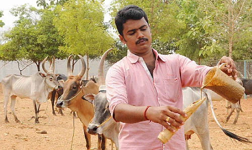பஞ்சகவ்யா! - 18 - தினமும் 20 லிட்டர் பால்... மாதம் ரூ.60 ஆயிரம் வருமானம்!
