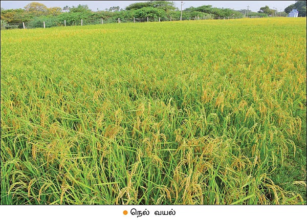 நம்பிக்கை கொடுத்த கிச்சிலிச் சம்பா...