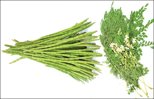 முருங்கை... முத்தான மகசூலுக்குச் சத்தான தொழில்நுட்பங்கள்!