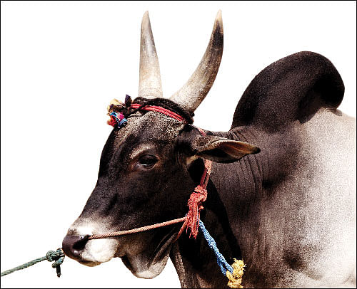 முடங்கிப்போன மாட்டுச் சந்தைகள்!