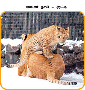 மாயா டீச்சரின் மந்திரக் கம்பளம் !
