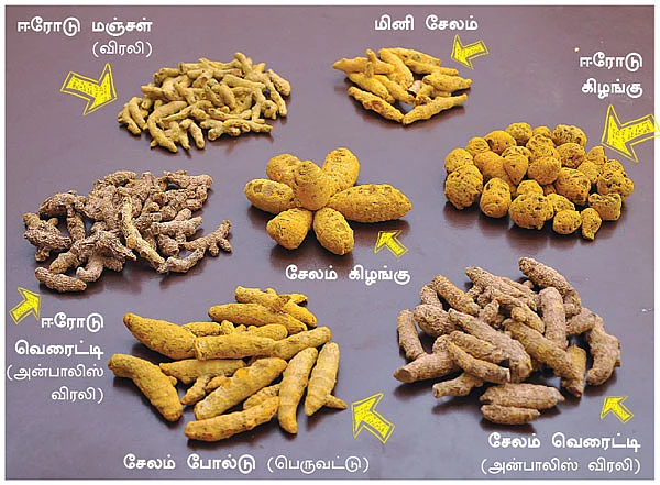 50 ஏக்கரில்... உலக மஞ்சள் மார்க்கெட்!