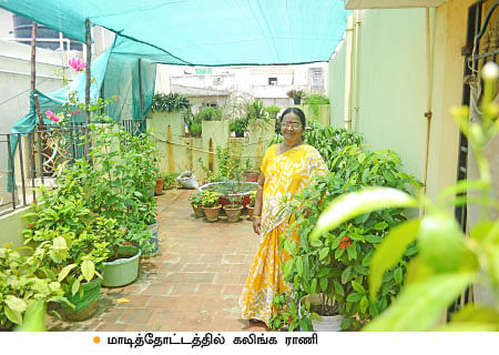 வீட்டுக்குள் விவசாயம் - 19