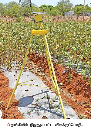 வளமான வருமானம் தரும் வெண்டை