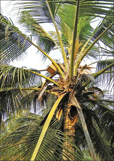 நீரா... இனிக்குமா, கசக்குமா? ஓர் அலசல்!