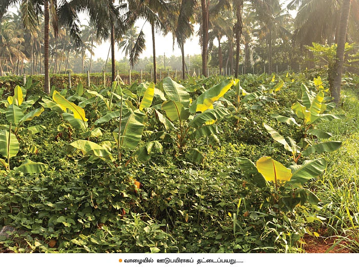 வேஸ்ட் டீகம்போஸர்... அங்கக விவசாயிகளின் அமுதசுரபி!
