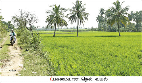 கறுப்பு கவுனி... தங்கச் சம்பா... விருது வாங்கிக்கொடுத்த இயற்கை விவசாயம்!
