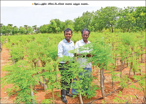 ஏக்கருக்கு ரூ.2,50,000... உலர் முருங்கை இலையில் உன்னத வருமானம்! - பேராசிரியரின் இயற்கைச் சாகுபடி!
